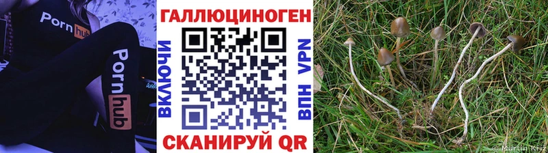 Псилоцибиновые грибы мицелий блэк спрут зеркало сайты даркнета телеграм наркота Володарск